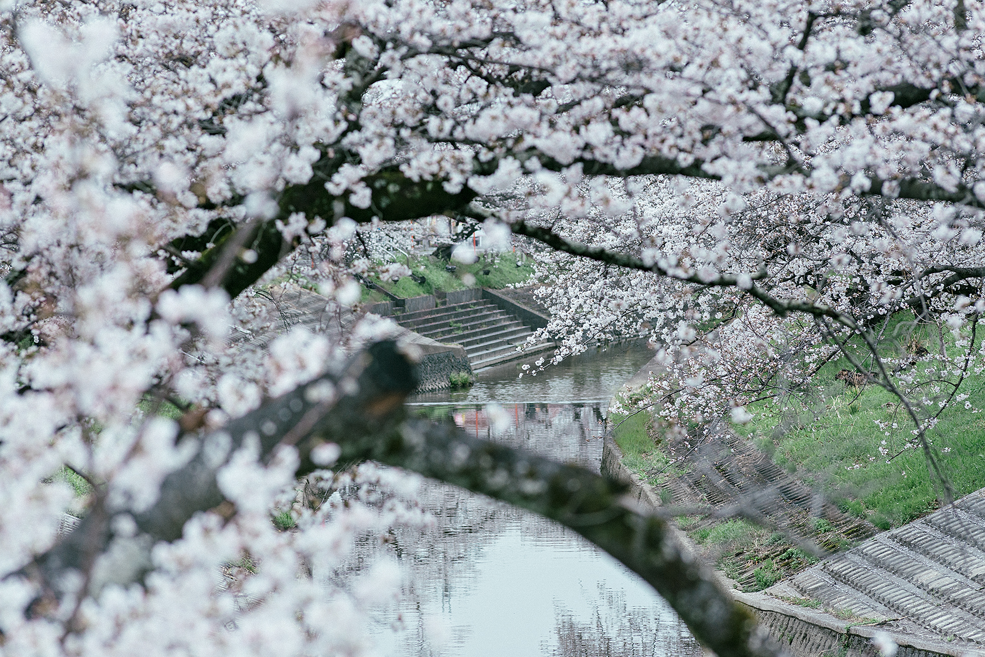 Cherry Blossom Season